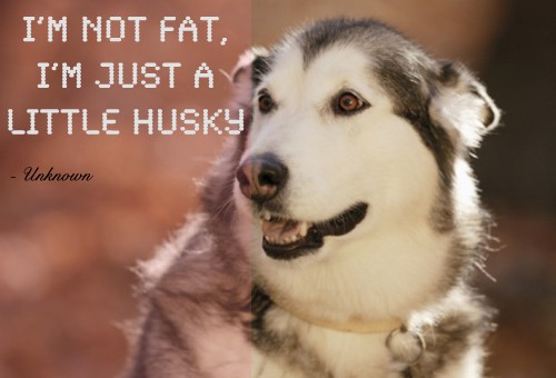 Quote of the Day - He's Just Husky